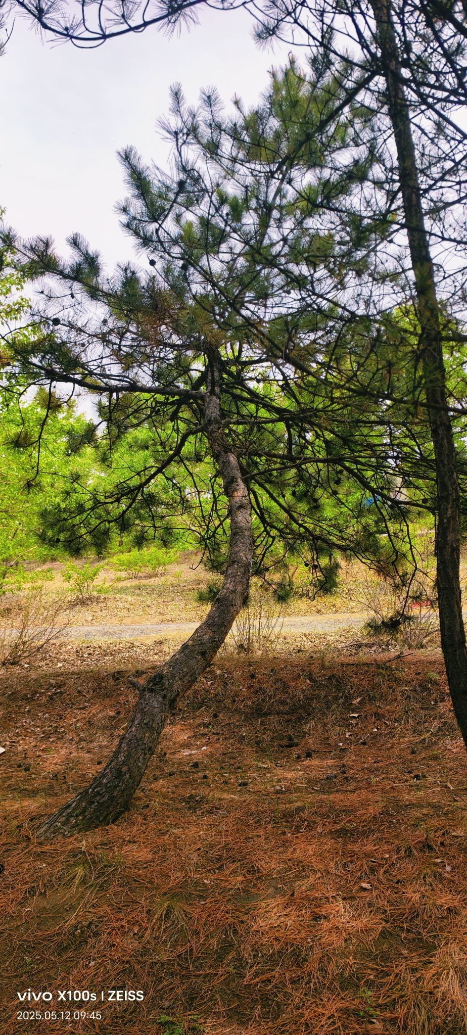 妞妞骑行全国的图片