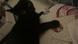 小猫碎冰冰🌙主播照片