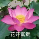 花开富贵.9