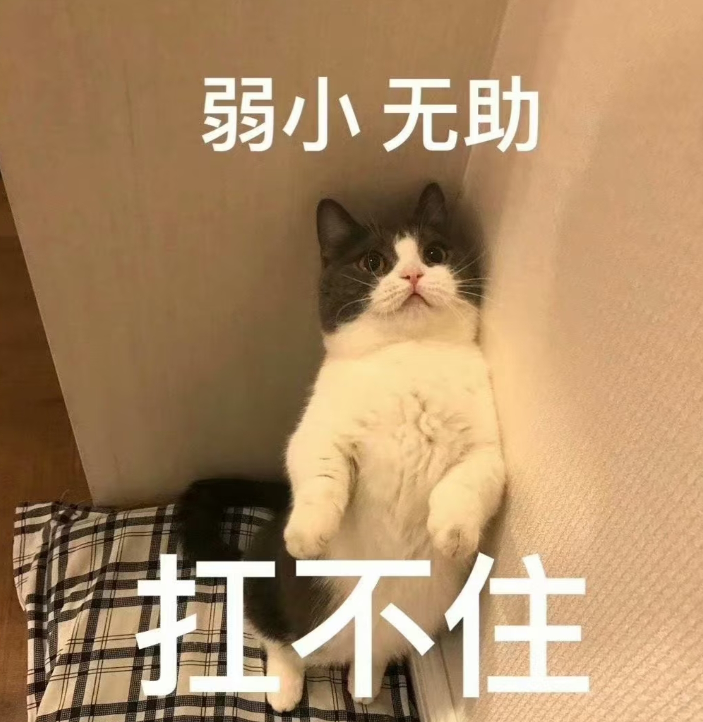 小奶尼休⛅主播图片
