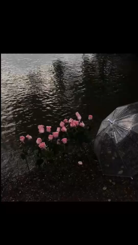 爱意随风起🍂