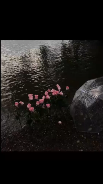 爱意随风起🍂