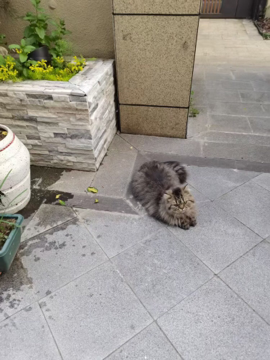 倒霉孩子的记忆海报