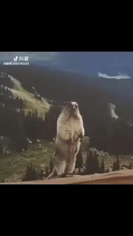 倒计时/无奈能挺一天