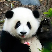 小薇的点心