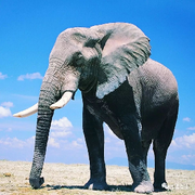 🐘听谛兽🐘