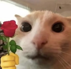 圆喵喵🐯的图片