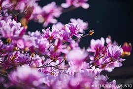 Mr.琳.伝c主播照片