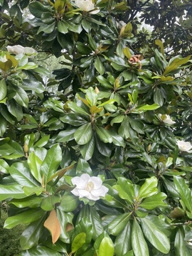 晓茗🎵主播照片