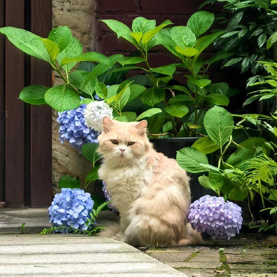 于繁华时🎋求淡然海报