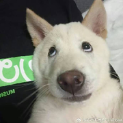 ⊹摩羯座健儿⊹