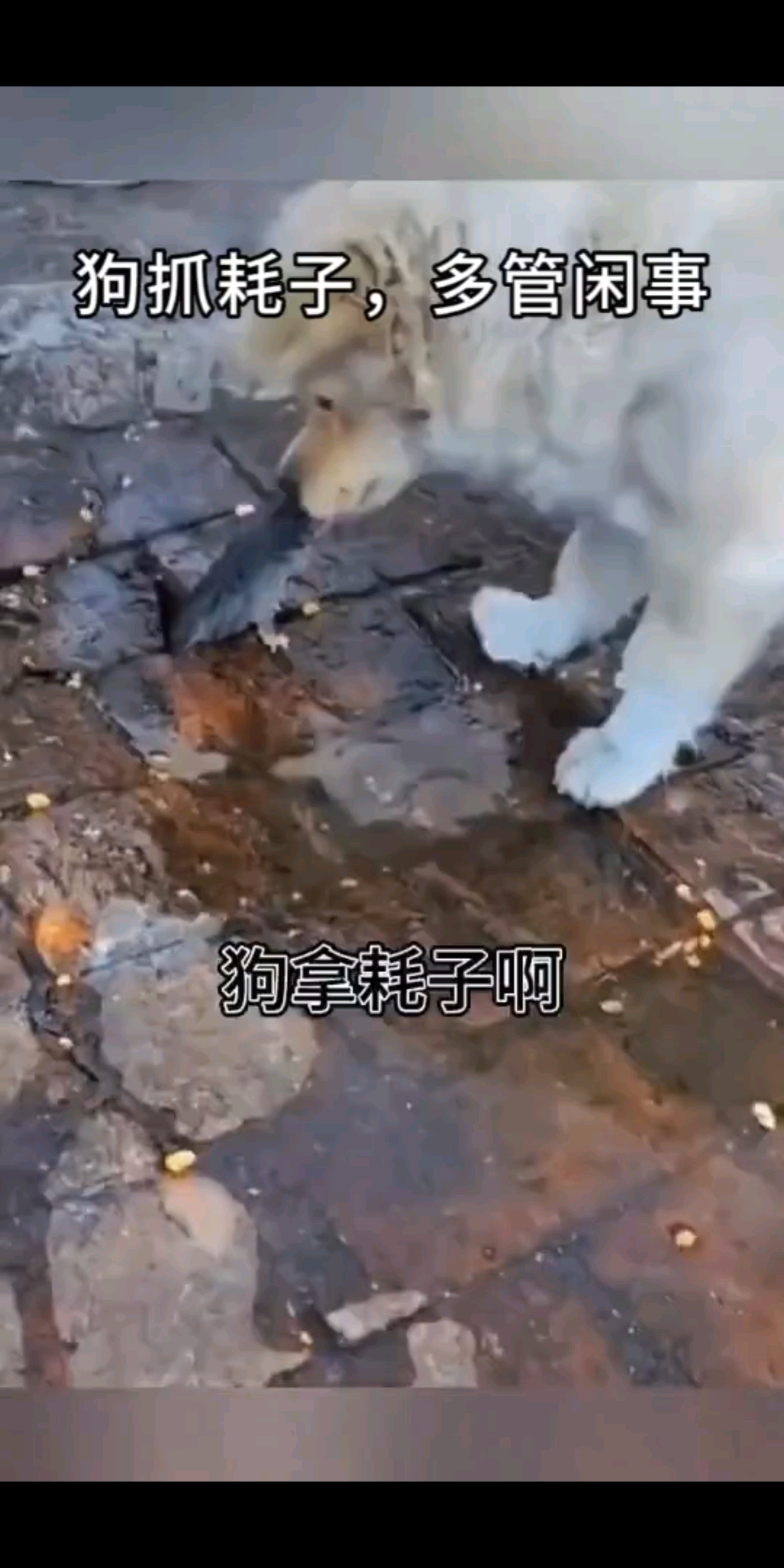 让你见见，什么是狗拿