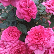 🌹🌸🦌