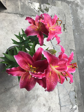 ╰つ子雲╰ゞ主播照片