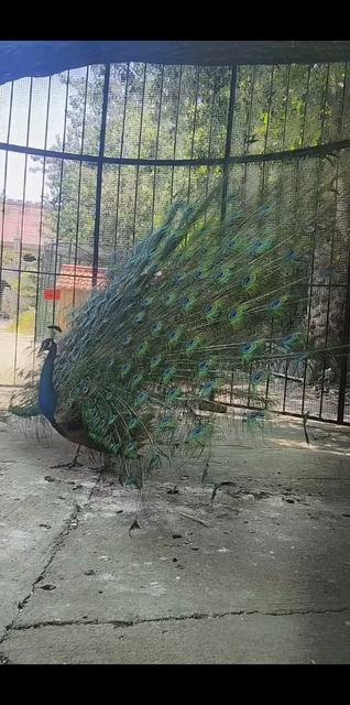 太喜欢孔雀🦚了
