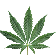 苏生之气🍃可亲可敬
