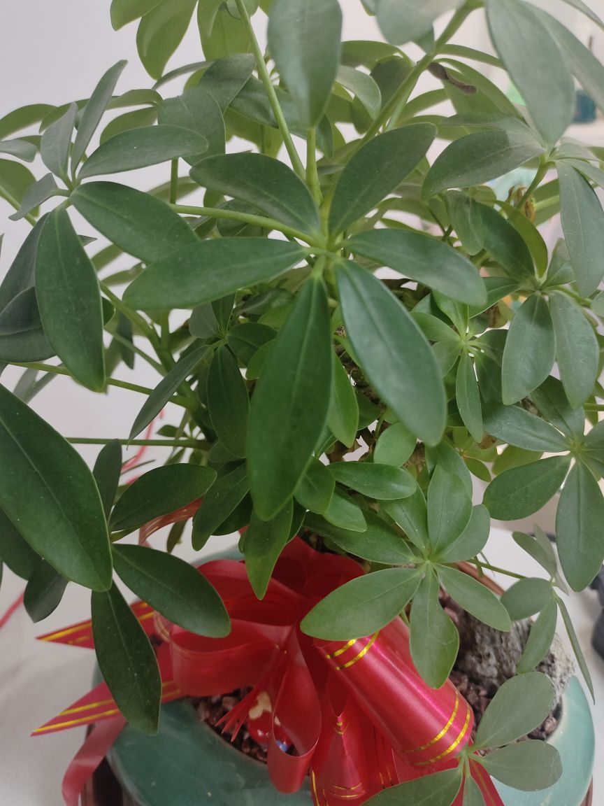 玟玟🌸加油主播图片