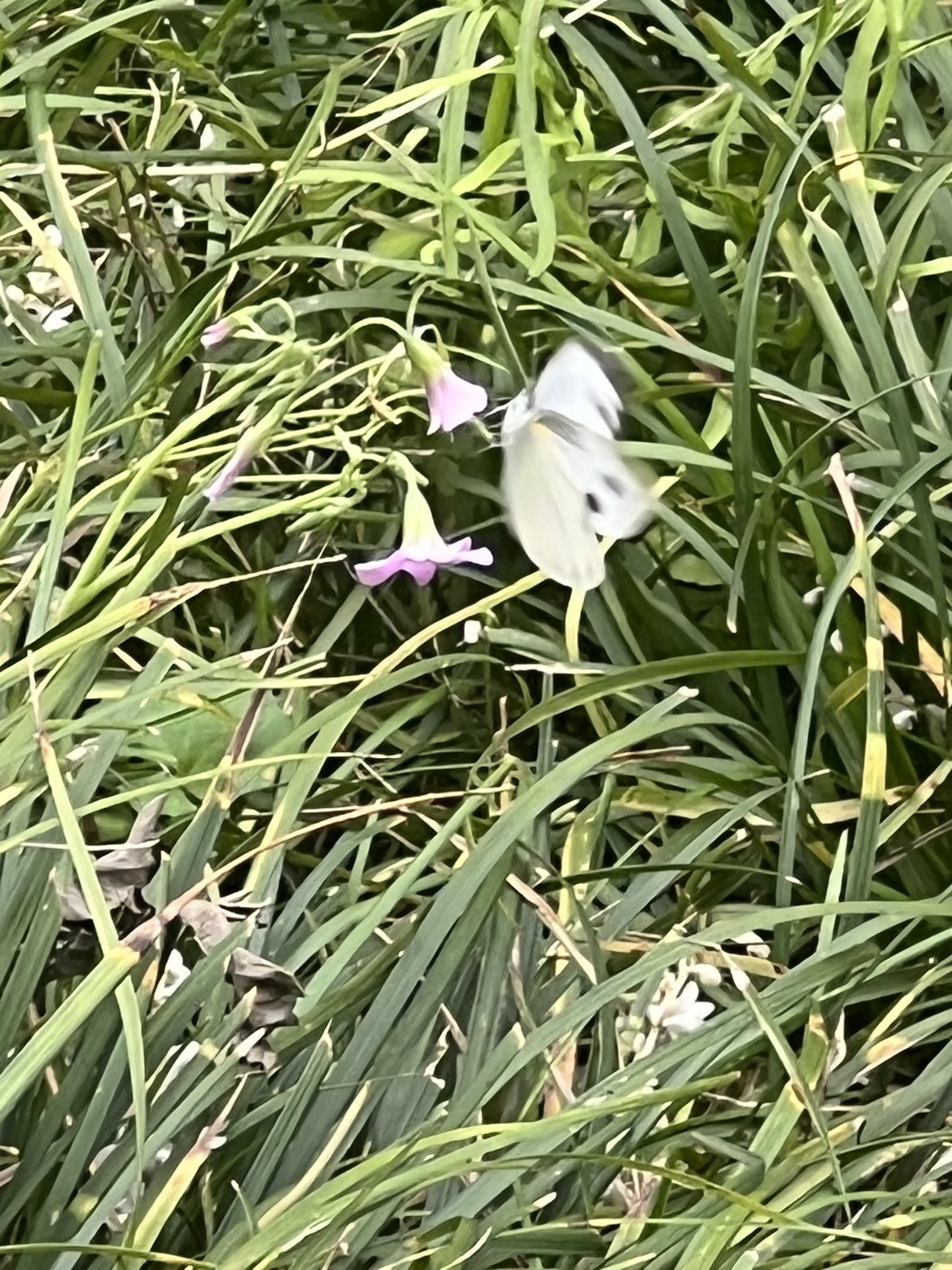 欣瑶🦋的图片