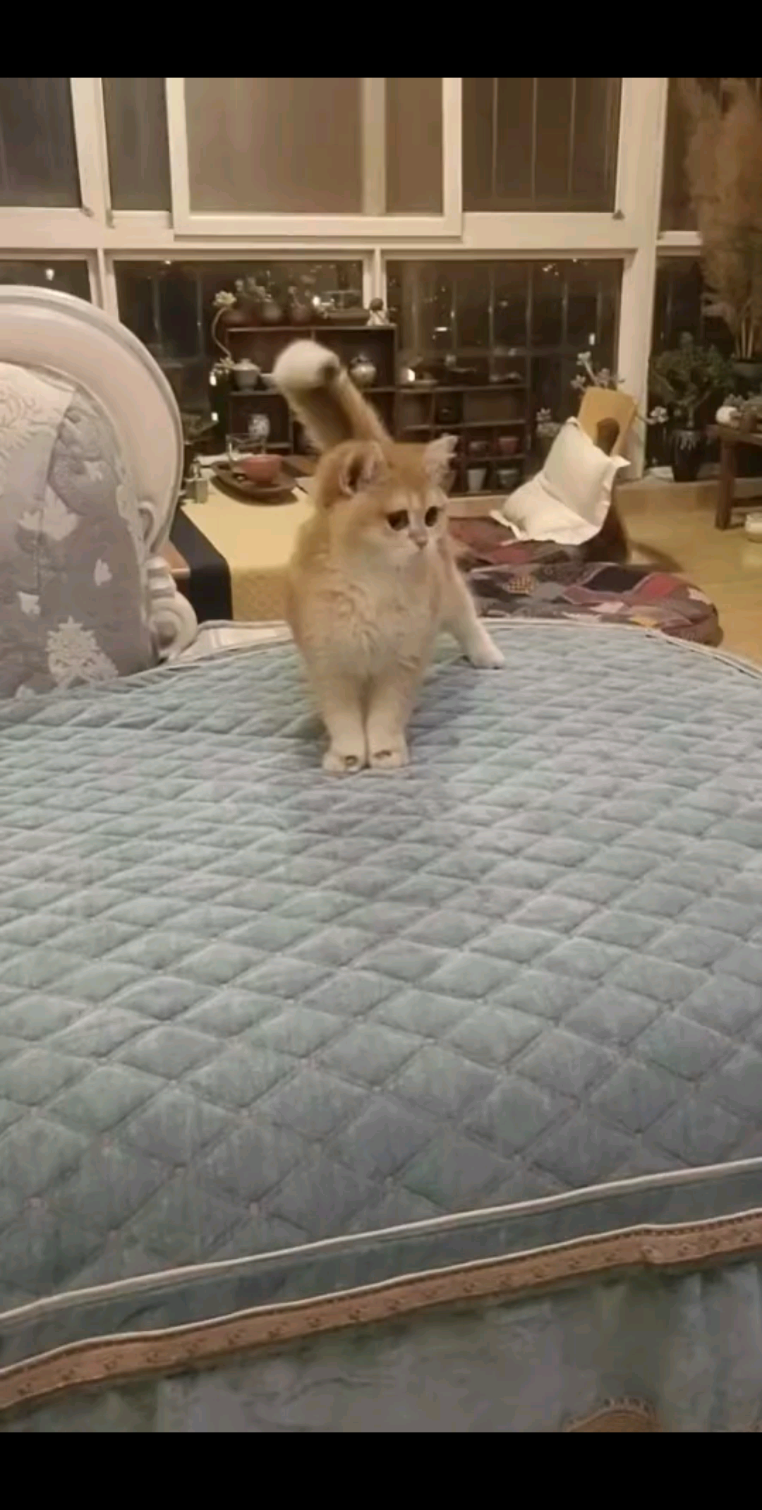 ……