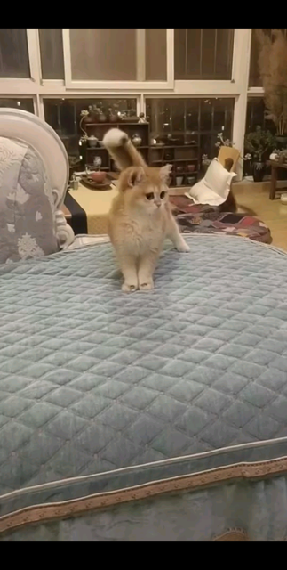 ……