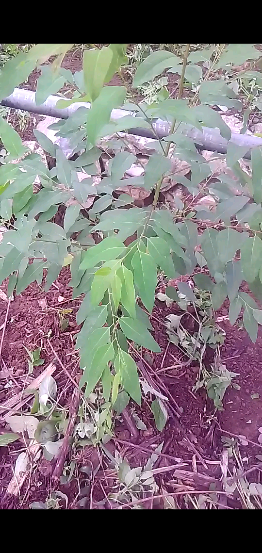 /审视