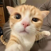 🐼小熊猫🎤