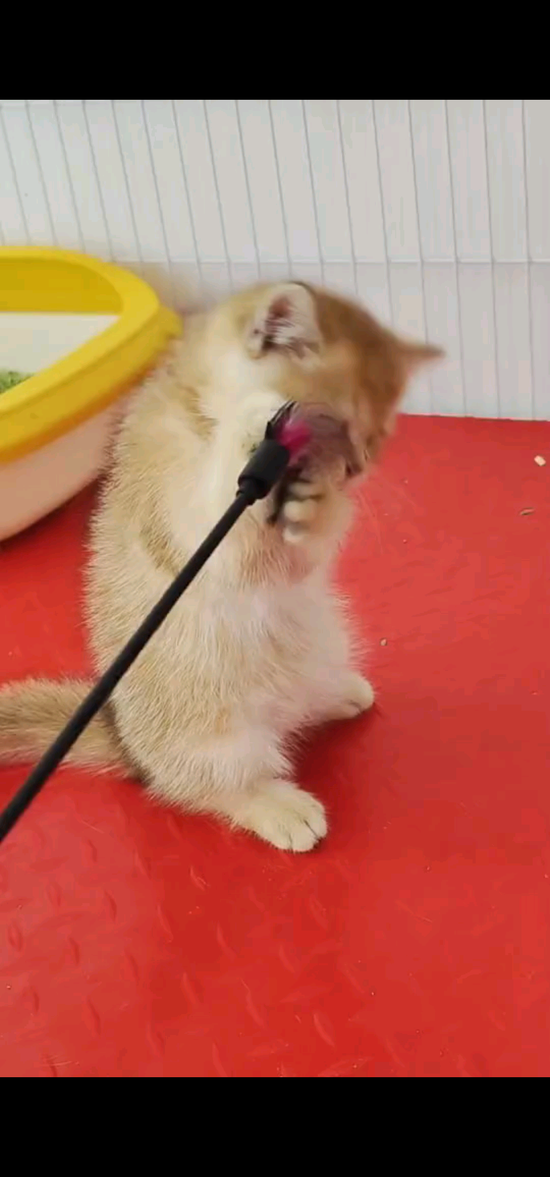 小猫咪可爱吗