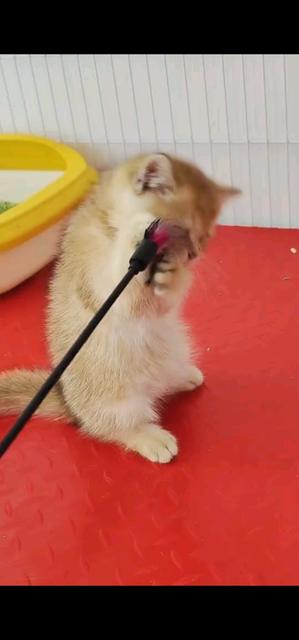 小猫咪可爱吗
