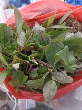 可爱小熊熊主播照片