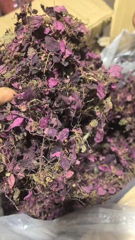 可爱小熊熊主播照片