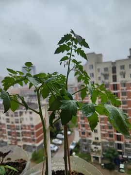 婷婷💕感恩有你陪伴主播照片