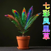 ◑普通旅鸟