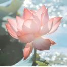 好运莲莲6