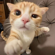 猪猪吖🦄~🐽🐽