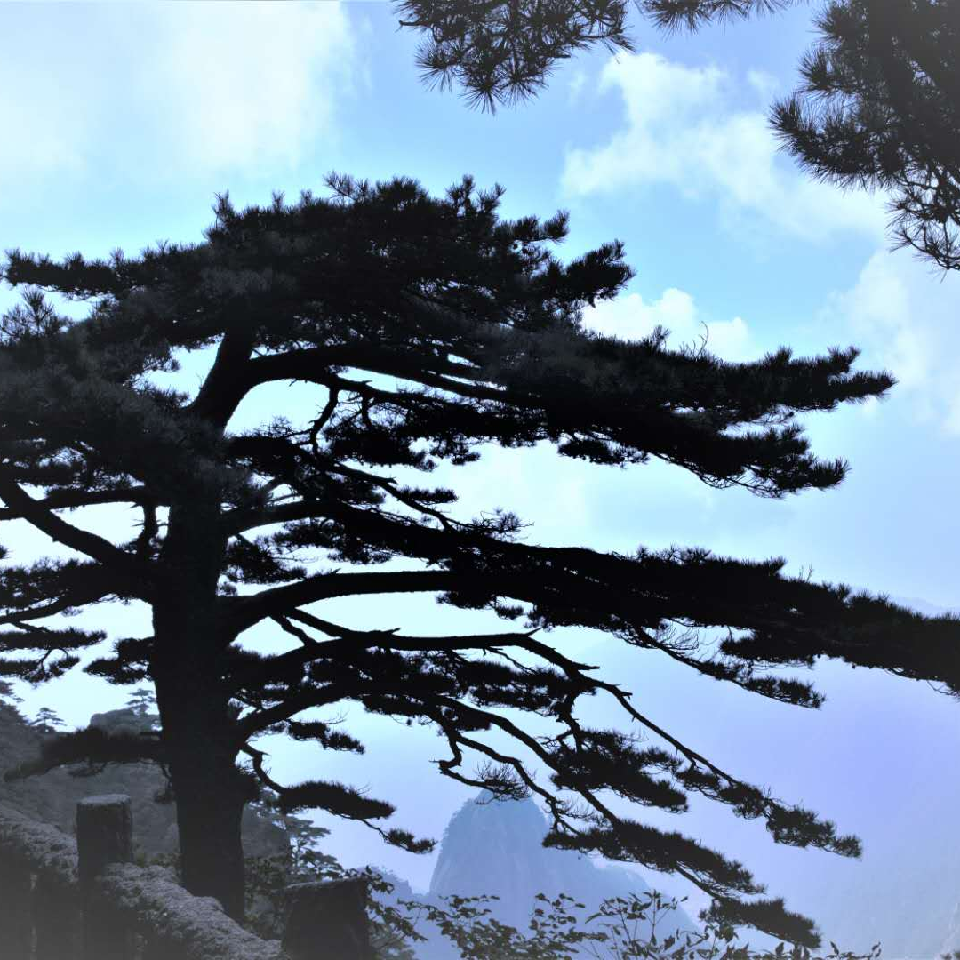 正龙正龙海报