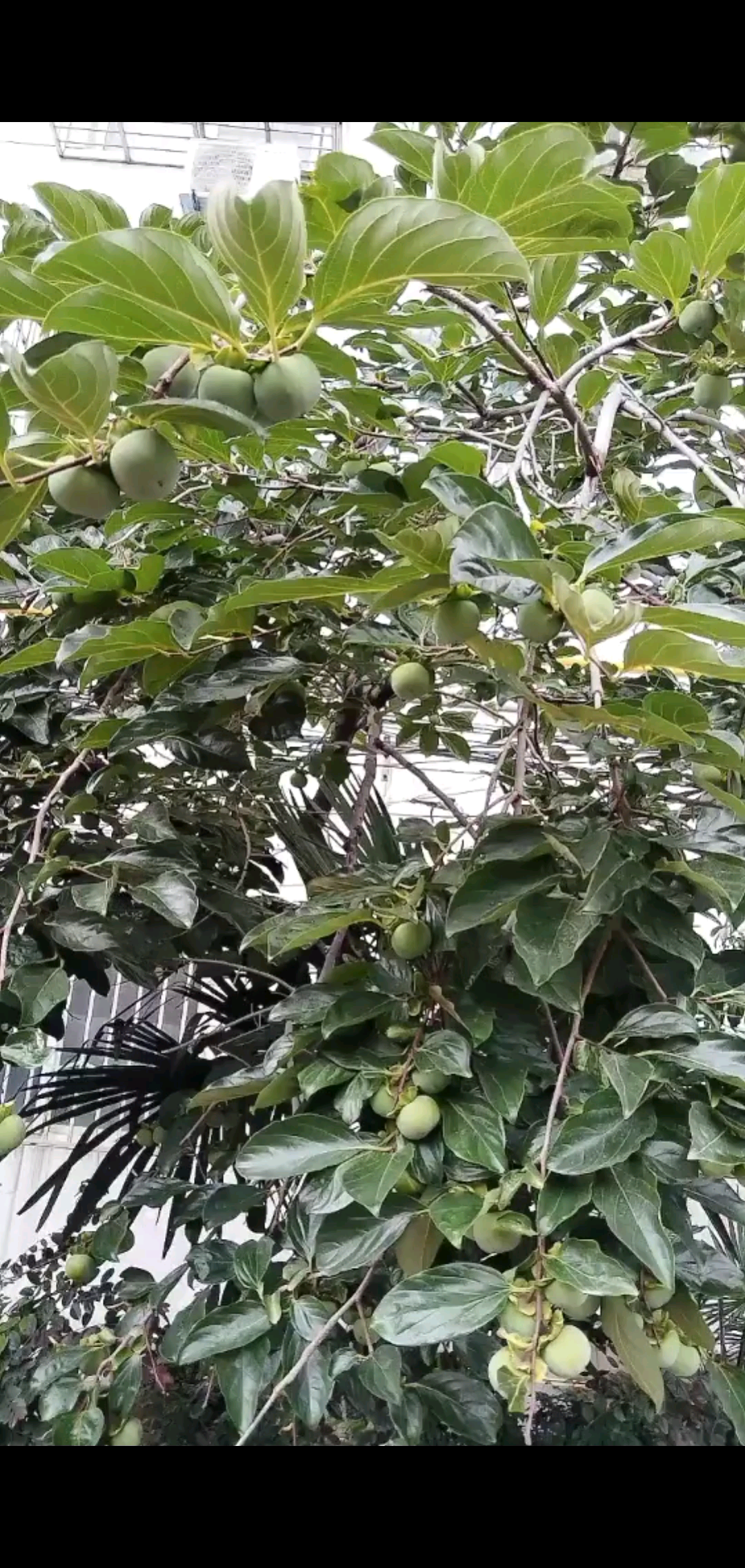 丰收了。