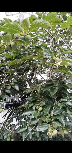 丰收了。