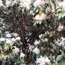 茶农王彦
