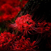 曼珠々沙华
