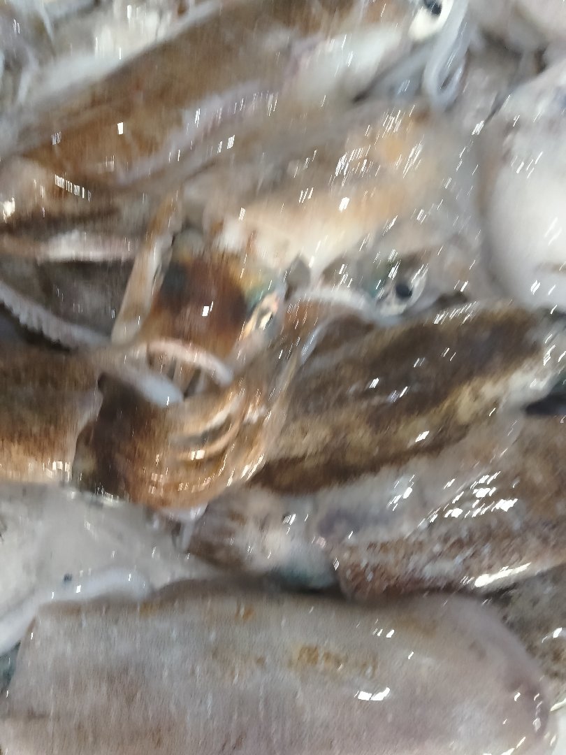 水蓝猎的图片
