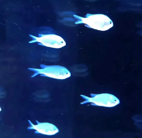 🎶笨笨呐～海报