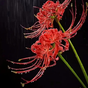 棉花糖🔠