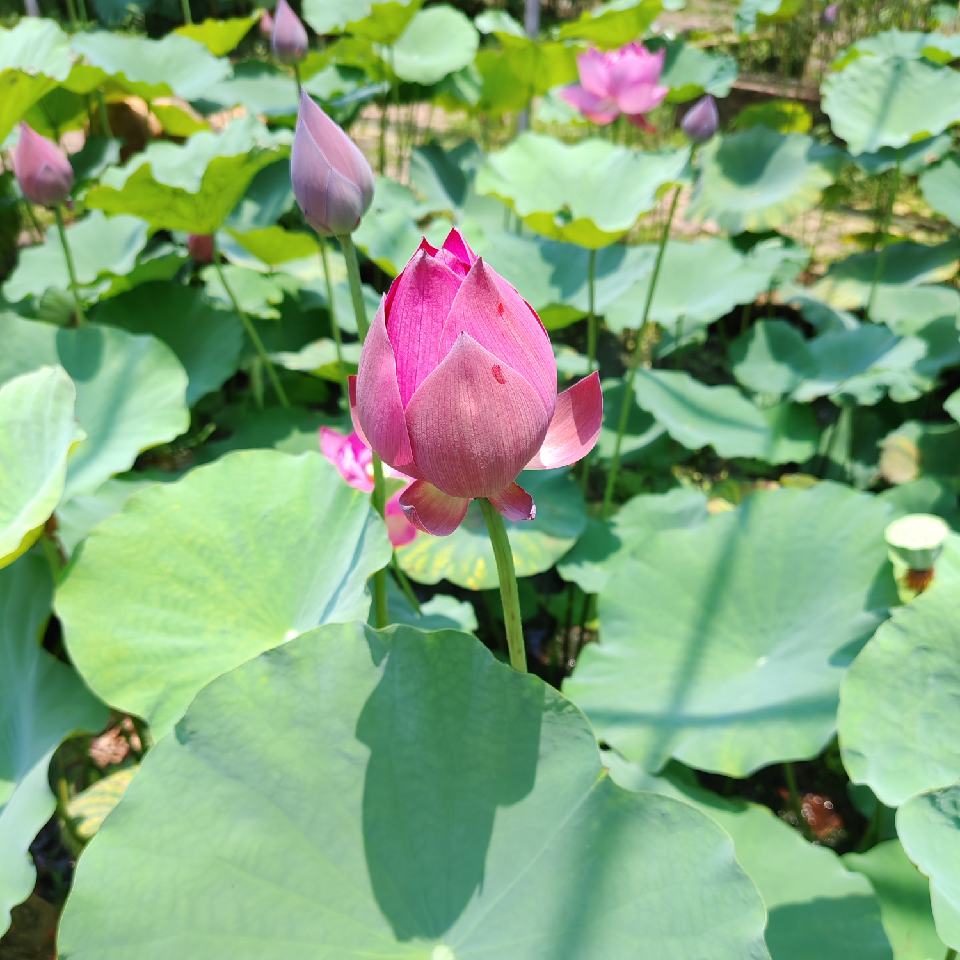 萌新宝宝小玲珑海报