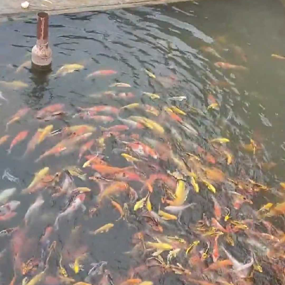 醉生夢死爲紅顏海报