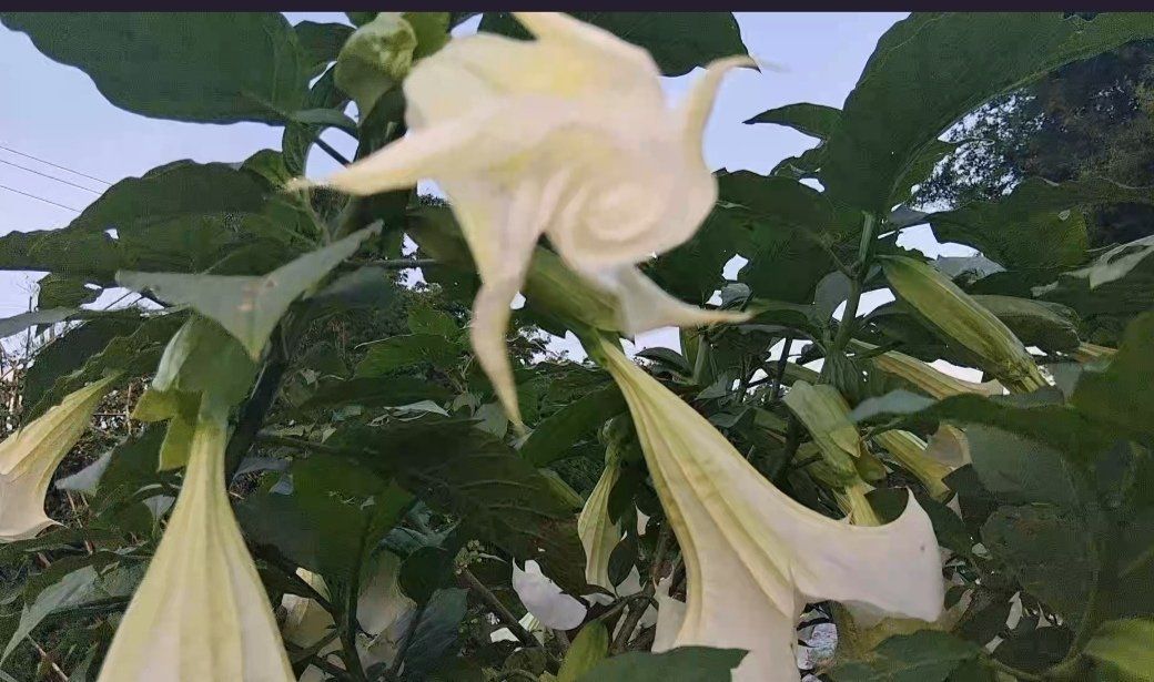 云南壹姐的图片
