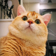 🍎小白熊✨