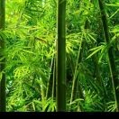 赵玉*9的头像