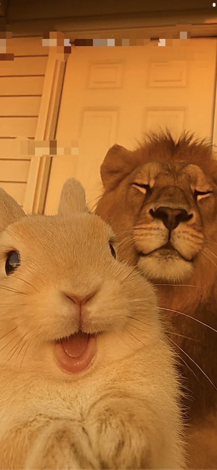 新人小喵🐱的图片