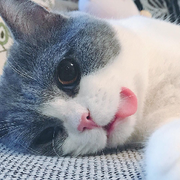 皮皮随缘玩