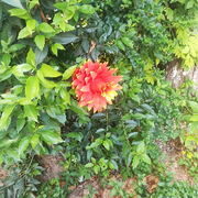 萌萌的925